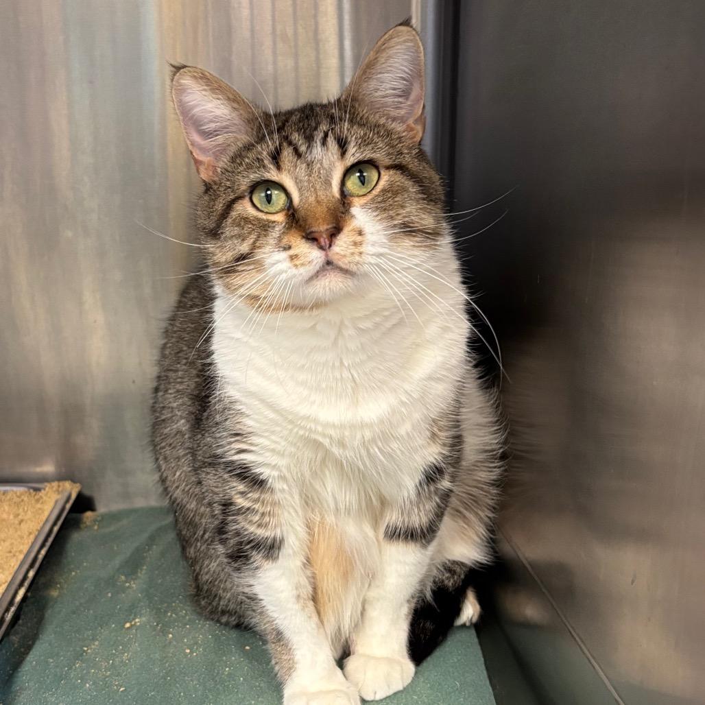 Bandito, a Adoptable Domestic Short Hair in Davenport, IA image 3/3