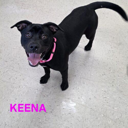 Keena, Adoptable, Puppy Female Labrador Retriever & Mixed Breed.