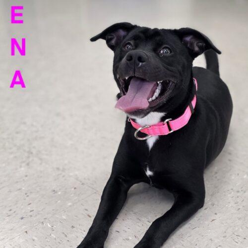 Enlarge Keena, a Adoptable mixed breed in Burlington, IA image 2/4