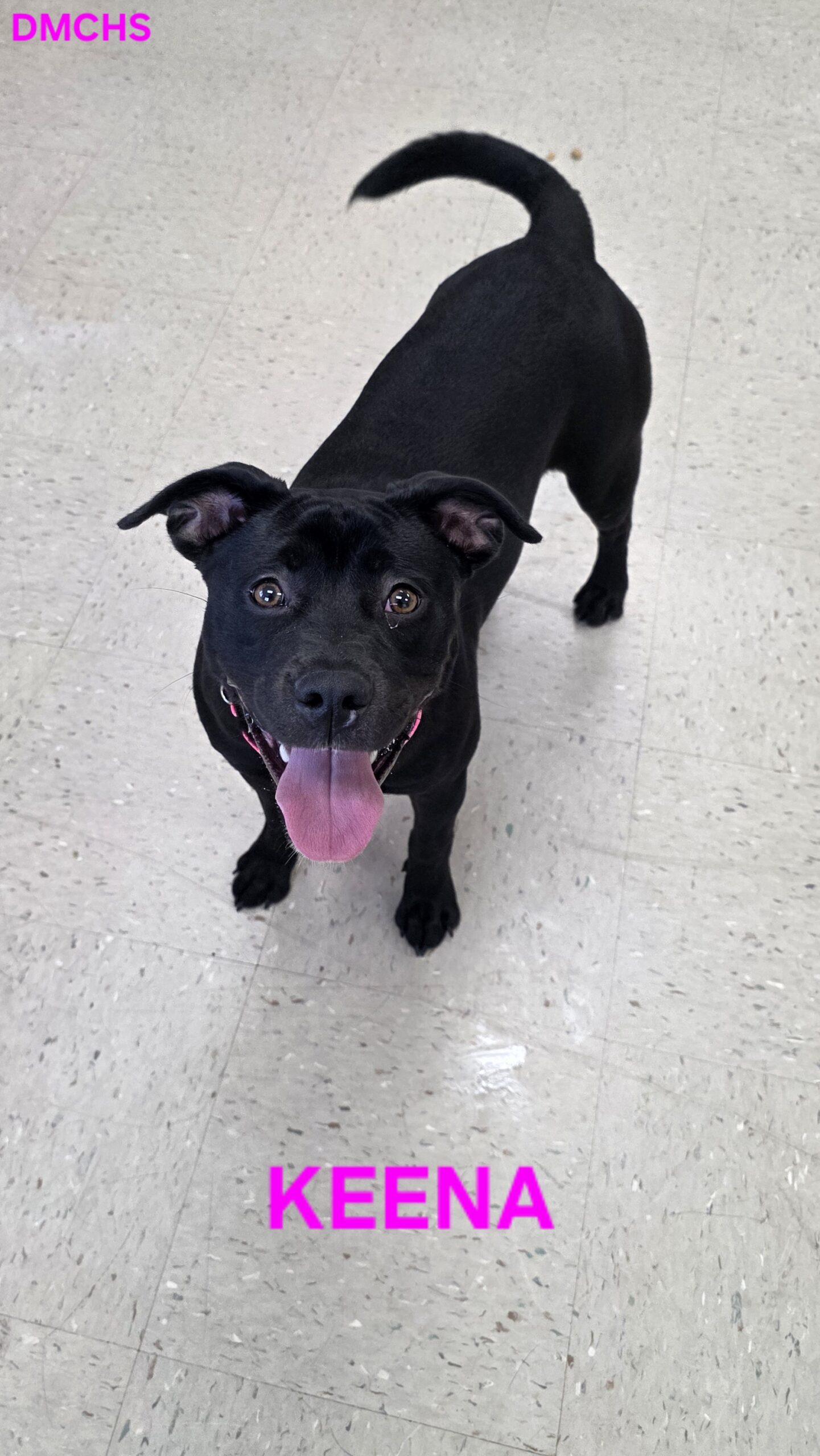 Enlarge Keena, a Adoptable mixed breed in Burlington, IA image 3/4