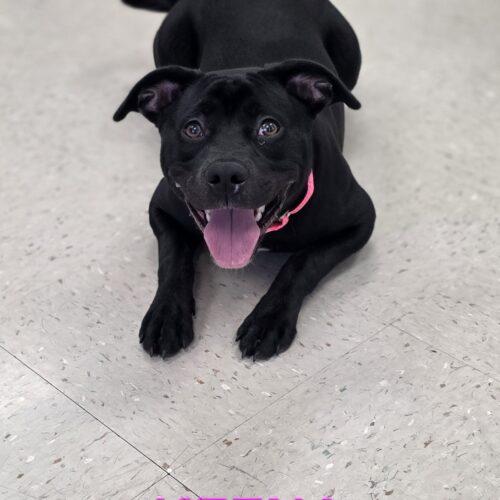 Enlarge Keena, a Adoptable mixed breed in Burlington, IA image 4/4