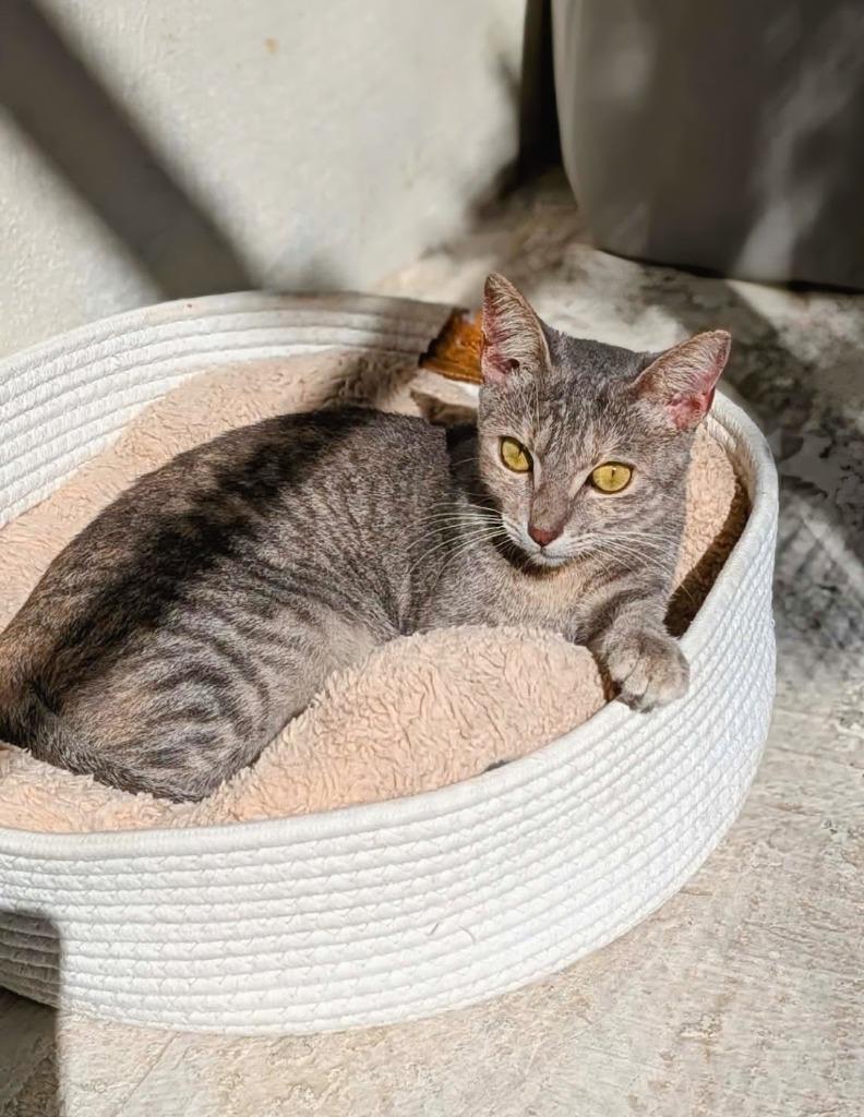 Miso — thumbnail 4