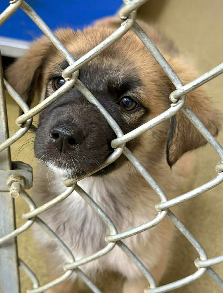 Crush — thumbnail 2