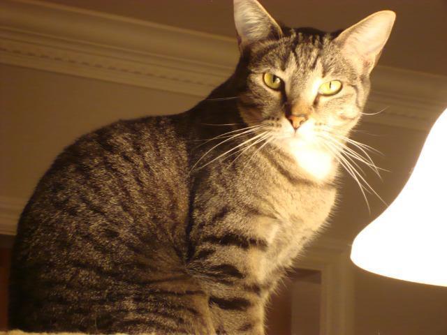 Tanya, Adoptable, Senior Female Domestic Short Hair.