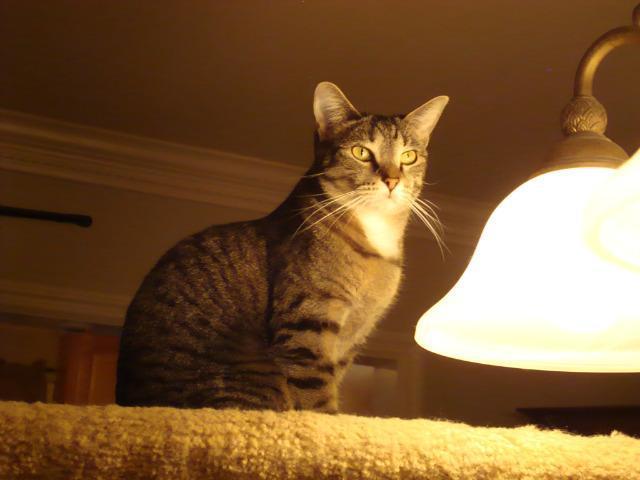 Tanya, Adoptable, Senior Female Domestic Short Hair.