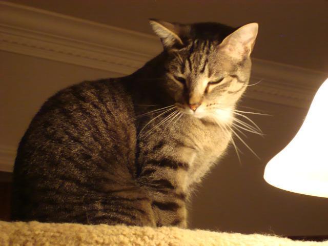 Enlarge Tanya, a Adoptable mixed breed in St. Louis, MO image 3/3