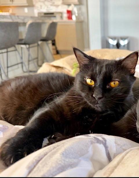 Missy, adopted, Young Female Domestic Long Hair.