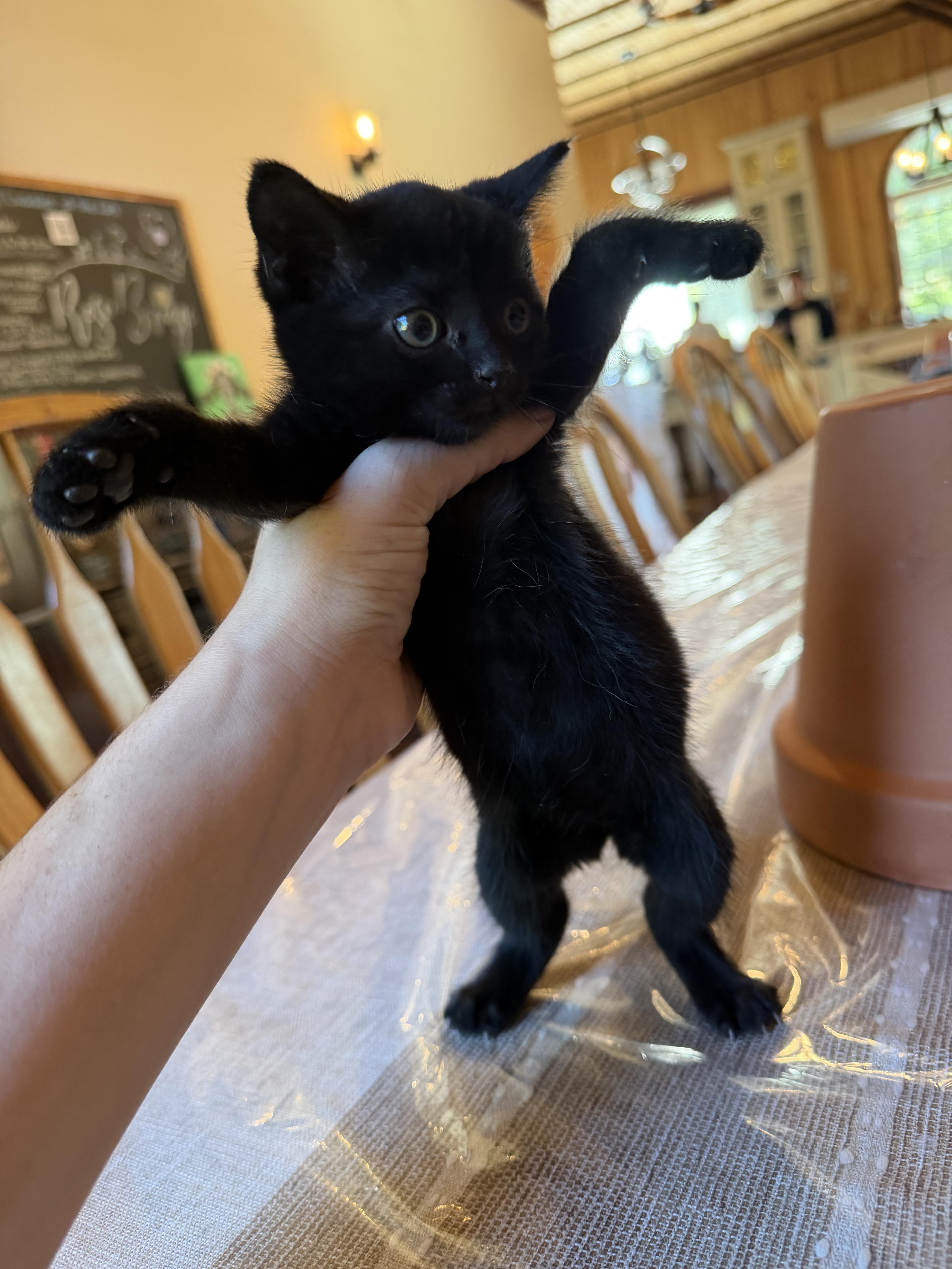 Enlarge Squash Squad, a Adoptable Domestic Short Hair in Dresher, PA image 3/5
