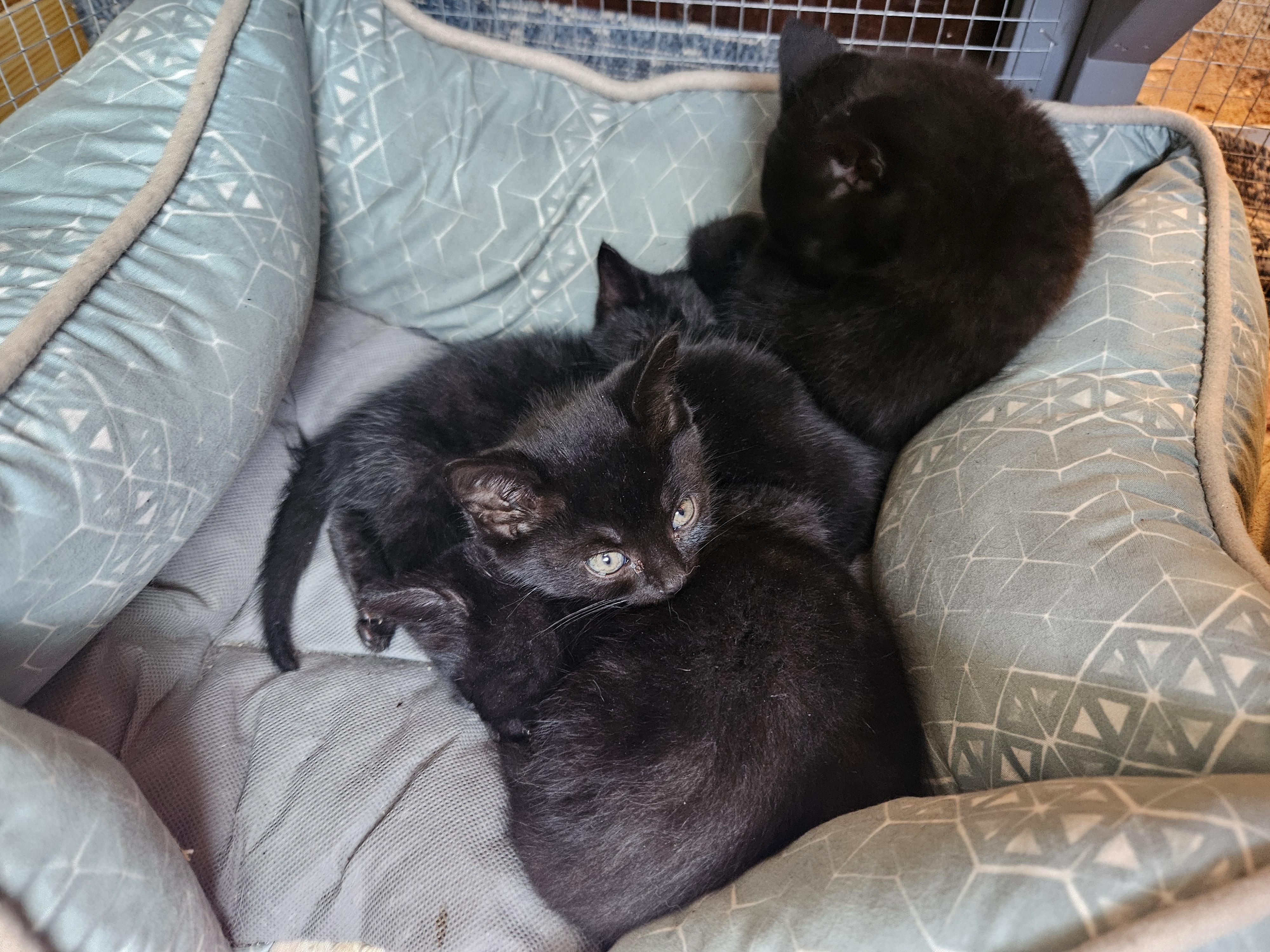 Squash Squad, Adoptable, Kitten Female Domestic Short Hair.