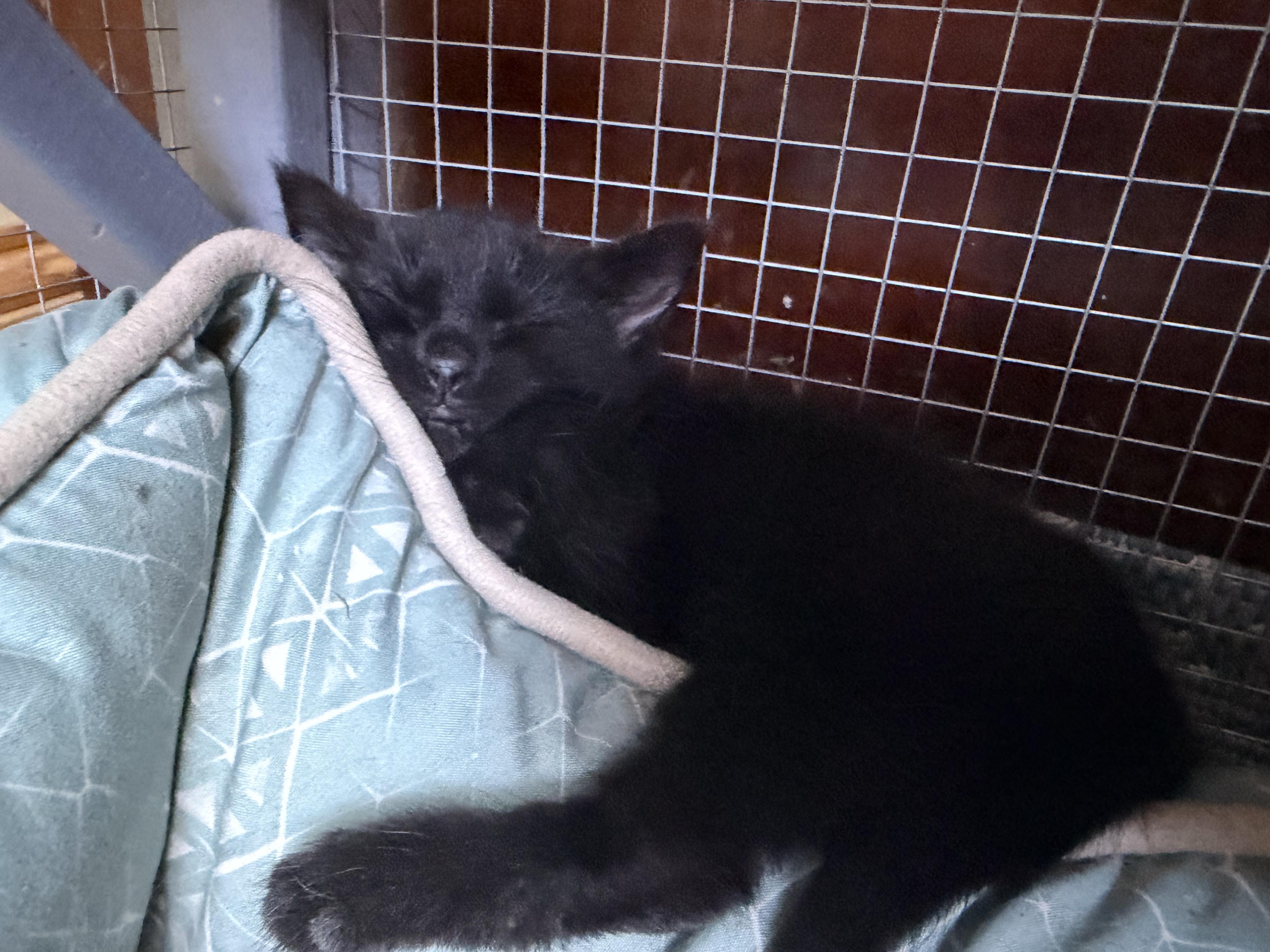 Enlarge Squash Squad, a Adoptable Domestic Short Hair in Dresher, PA image 5/5