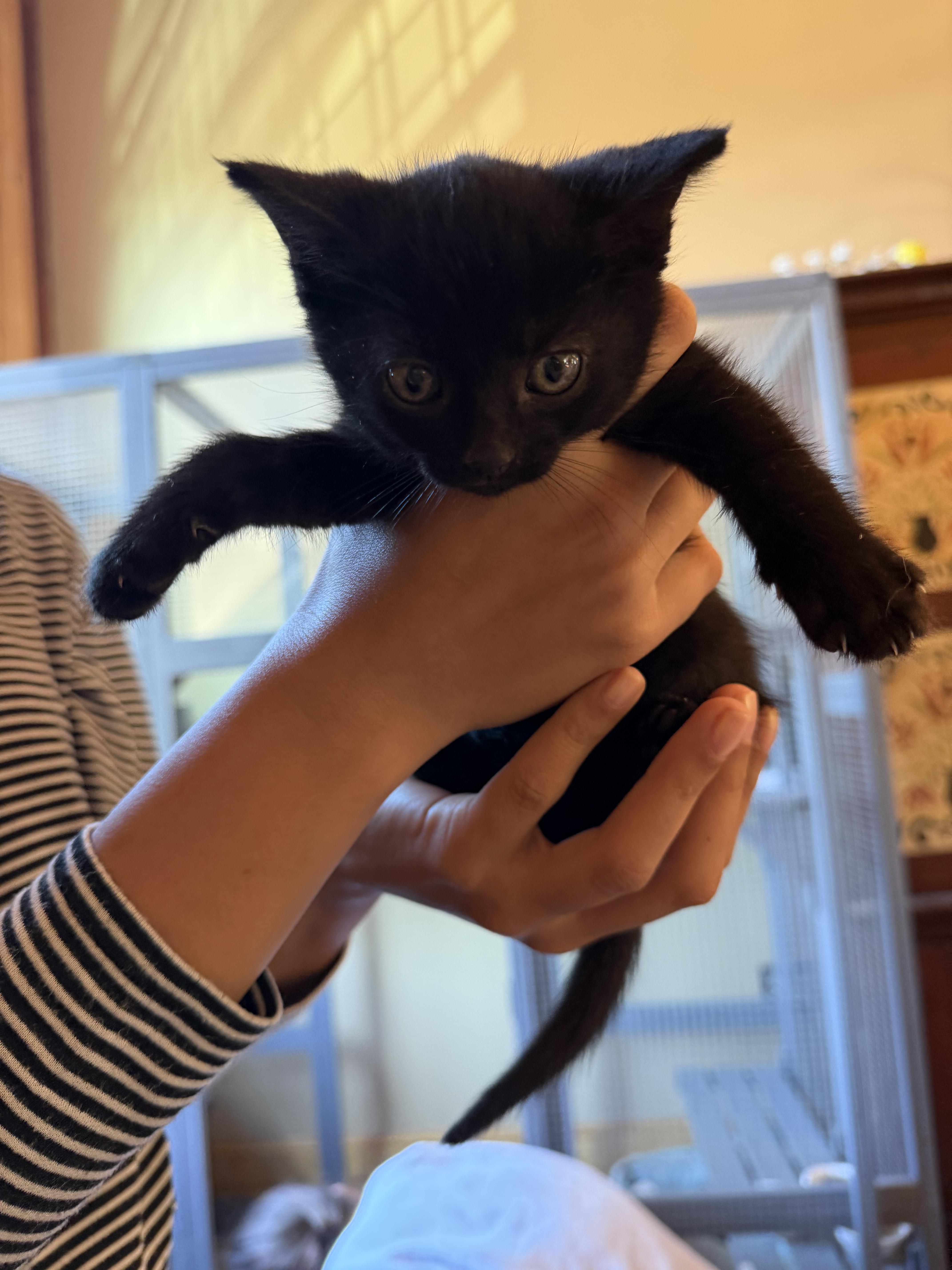 Enlarge Squash Squad, a Adoptable Domestic Short Hair in Dresher, PA image 4/5