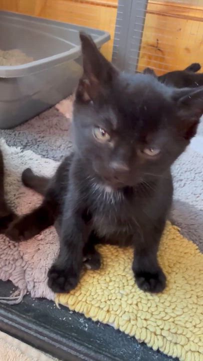 Enlarge Squash Squad, a Adoptable Domestic Short Hair in Dresher, PA video 1/5