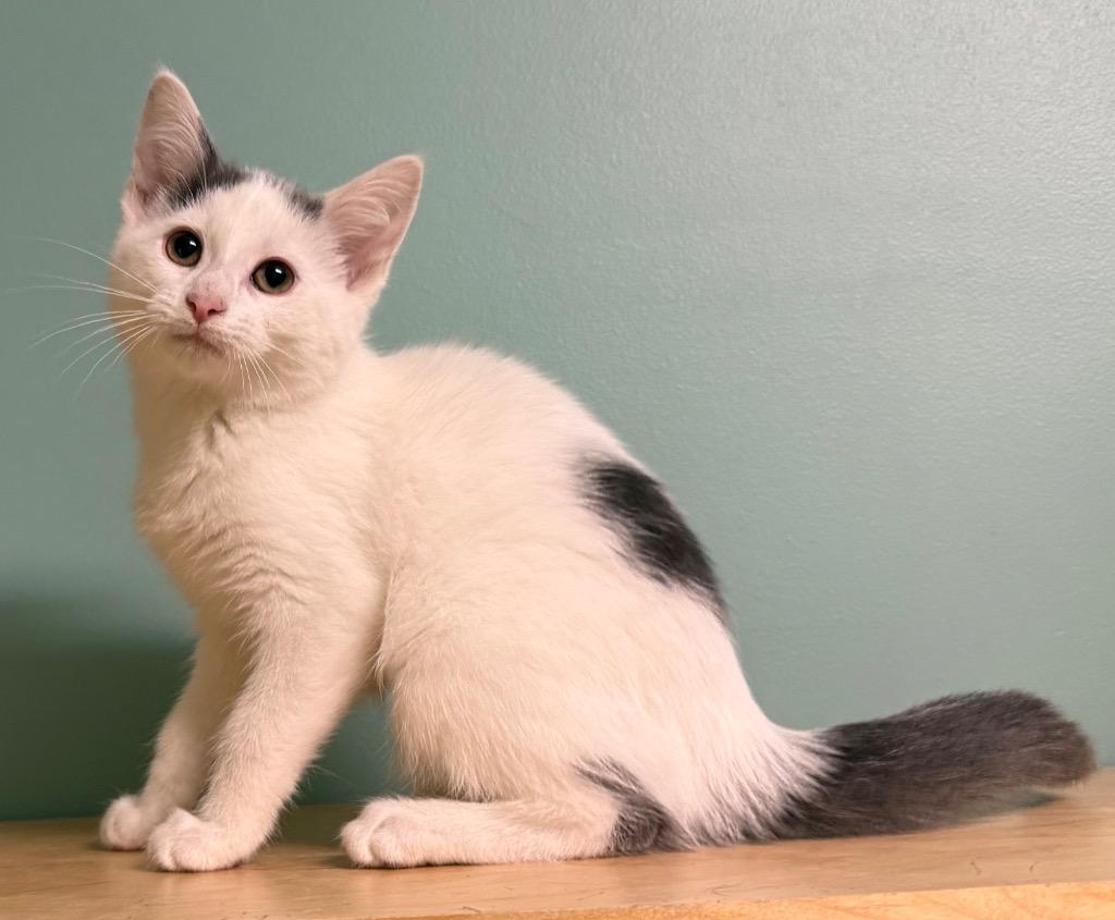 Lacey, an adopted Domestic Short Hair in Amery, WI image 3/4