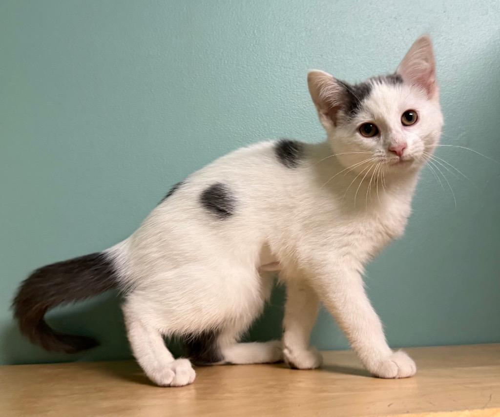 Lacey, an adopted Domestic Short Hair in Amery, WI image 4/4