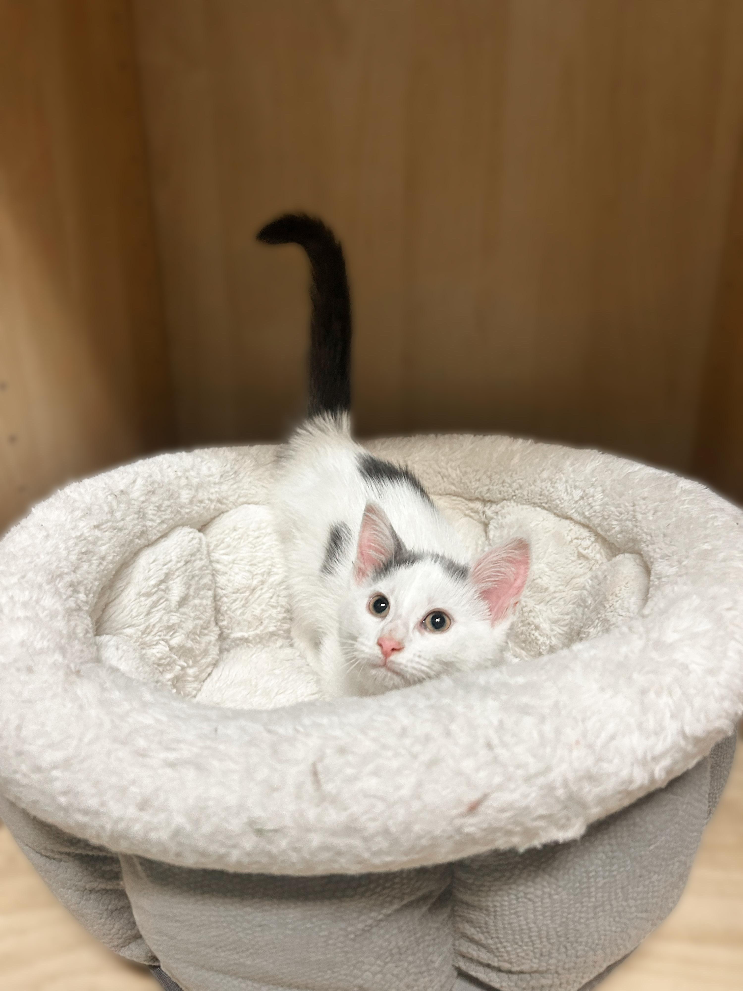 Lacey, an adopted Domestic Short Hair in Amery, WI image 2/4