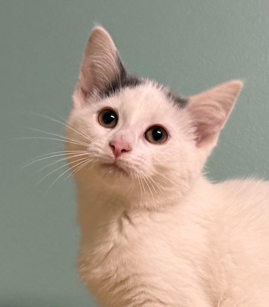 Lacey, adopted, Kitten Female Domestic Short Hair.