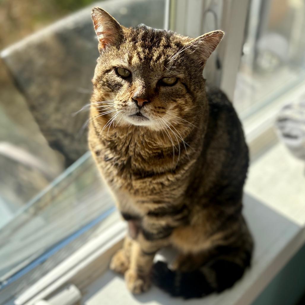 Enlarge Clyde, a Adoptable Domestic Short Hair in New Fairfield, CT image 1/6