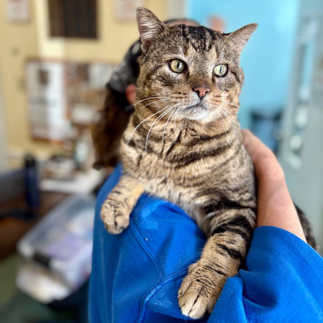 Clyde, Adoptable, Adult Male Domestic Short Hair.