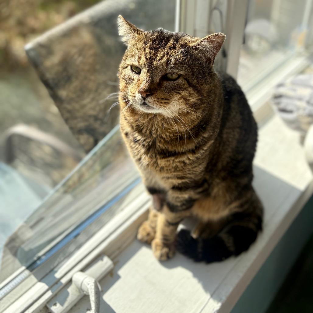 Enlarge Clyde, a Adoptable Domestic Short Hair in New Fairfield, CT image 3/6