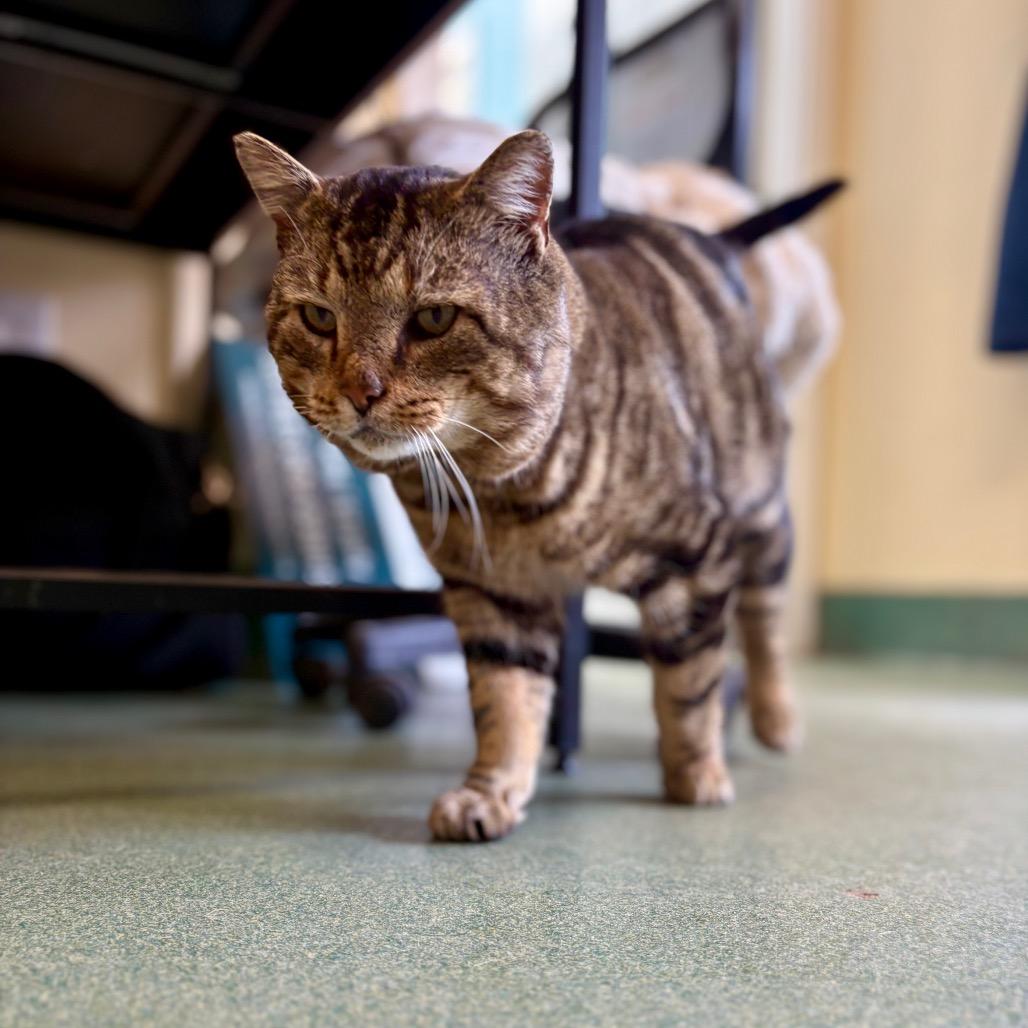 Enlarge Clyde, a Adoptable Domestic Short Hair in New Fairfield, CT image 2/3