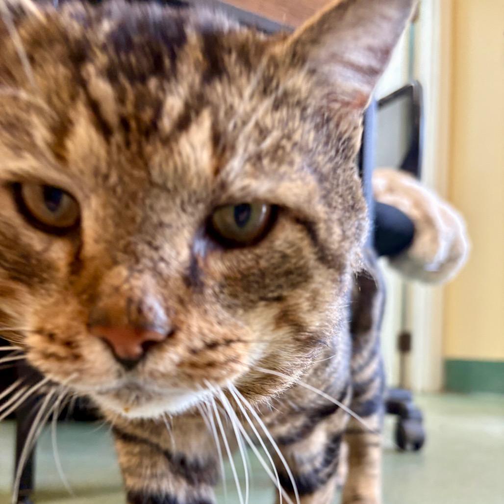 Enlarge Clyde, a Adoptable Domestic Short Hair in New Fairfield, CT image 3/3