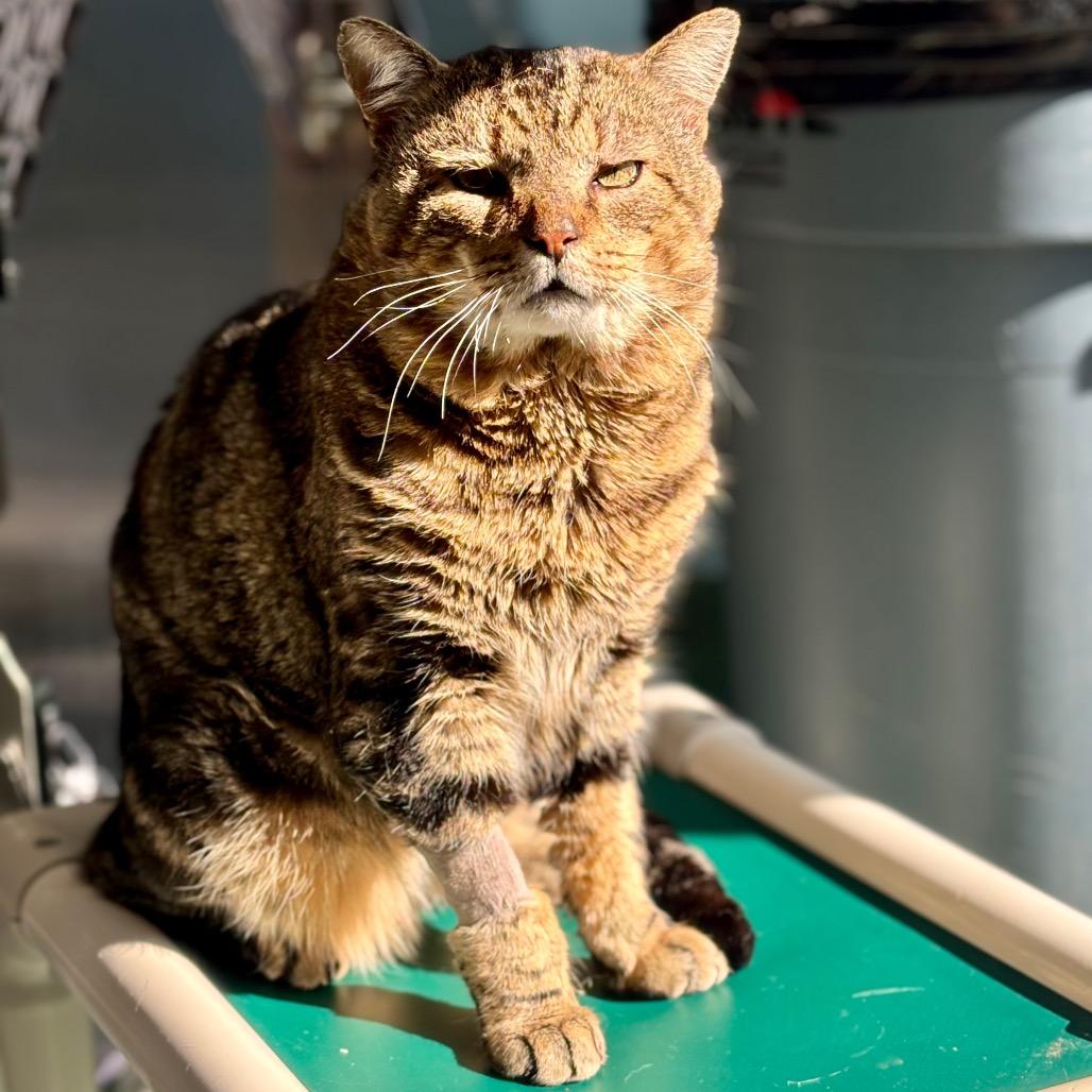 Enlarge Clyde, a Adoptable Domestic Short Hair in New Fairfield, CT image 6/6