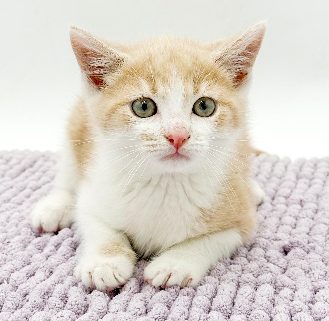Enlarge CheezIt and Goldfish - bonded bro sis ANGELS - cutest, an adopted mixed breed in Bedford Hills, NY image 1/5