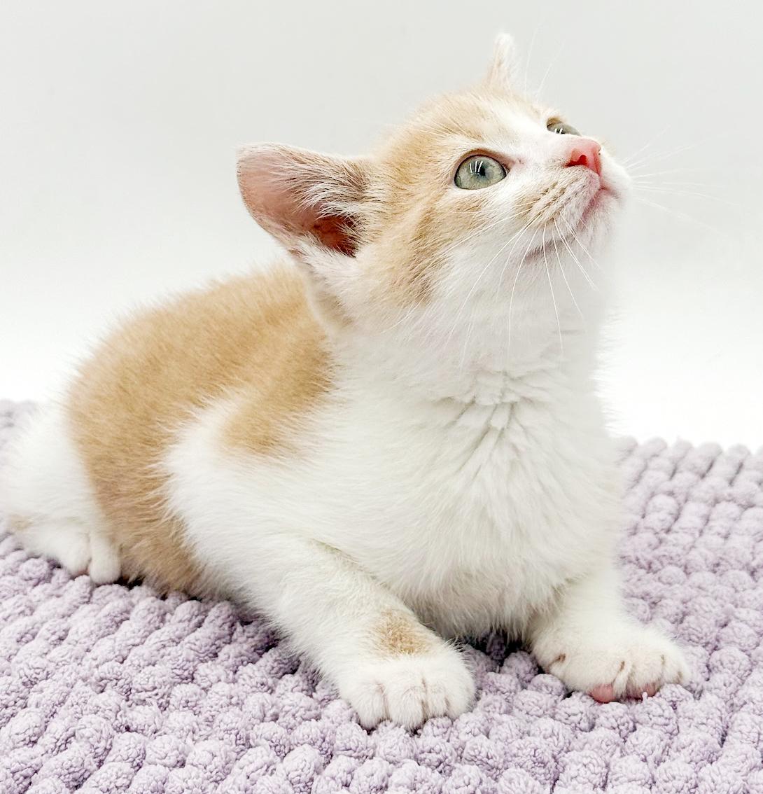 Enlarge CheezIt and Goldfish - bonded bro sis ANGELS - cutest, an adopted mixed breed in Bedford Hills, NY image 2/5