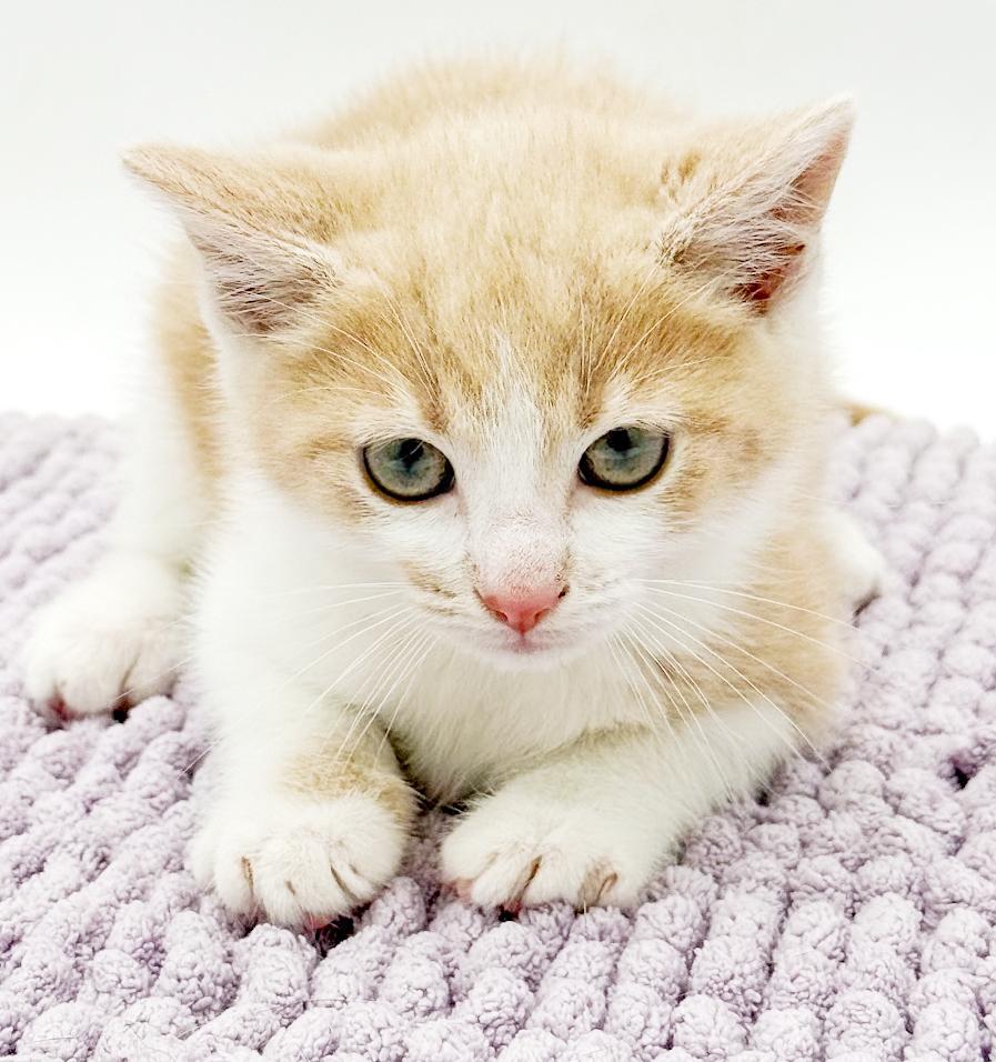 Enlarge CheezIt and Goldfish - bonded bro sis ANGELS - cutest, an adopted mixed breed in Bedford Hills, NY image 4/5