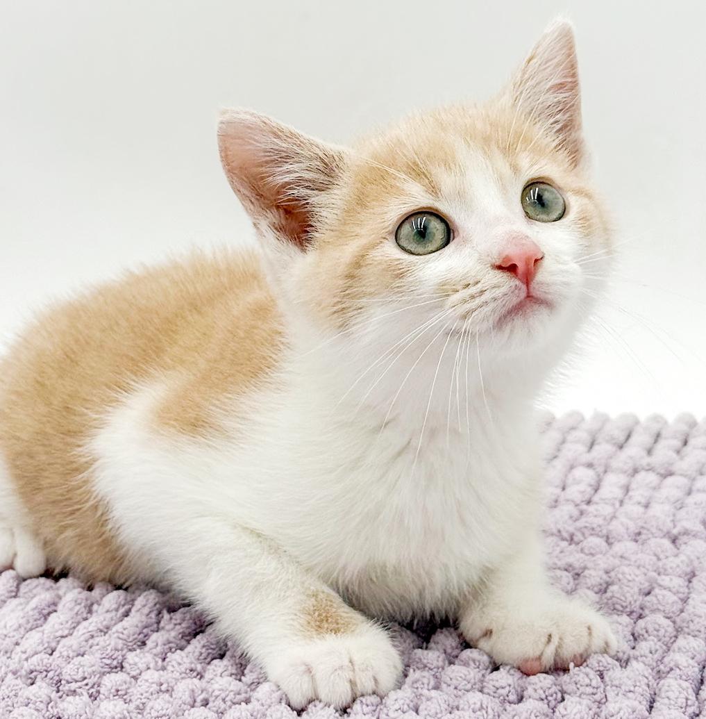 Enlarge CheezIt and Goldfish - bonded bro sis ANGELS - cutest, an adopted mixed breed in Bedford Hills, NY image 5/5