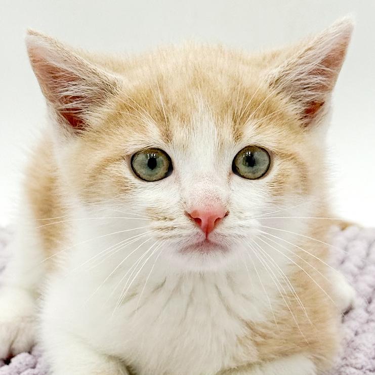 Enlarge CheezIt and Goldfish - bonded bro sis ANGELS - cutest, an adopted mixed breed in Bedford Hills, NY image 3/5