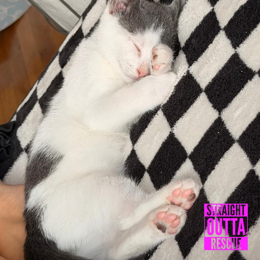 Enlarge Fern, an adopted Domestic Short Hair in Vancouver, BC image 5/6