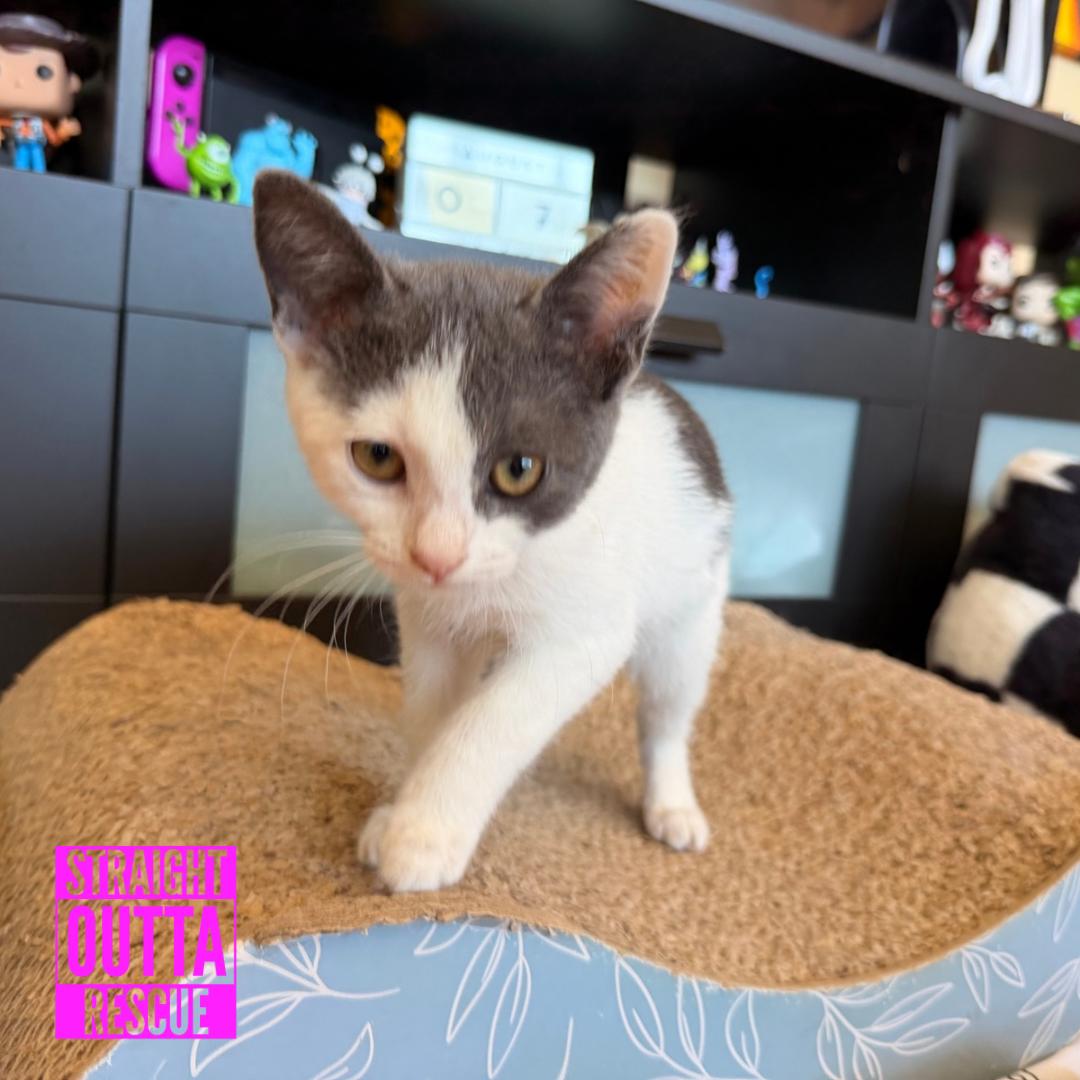 Enlarge Fern, an adopted Domestic Short Hair in Vancouver, BC image 2/6