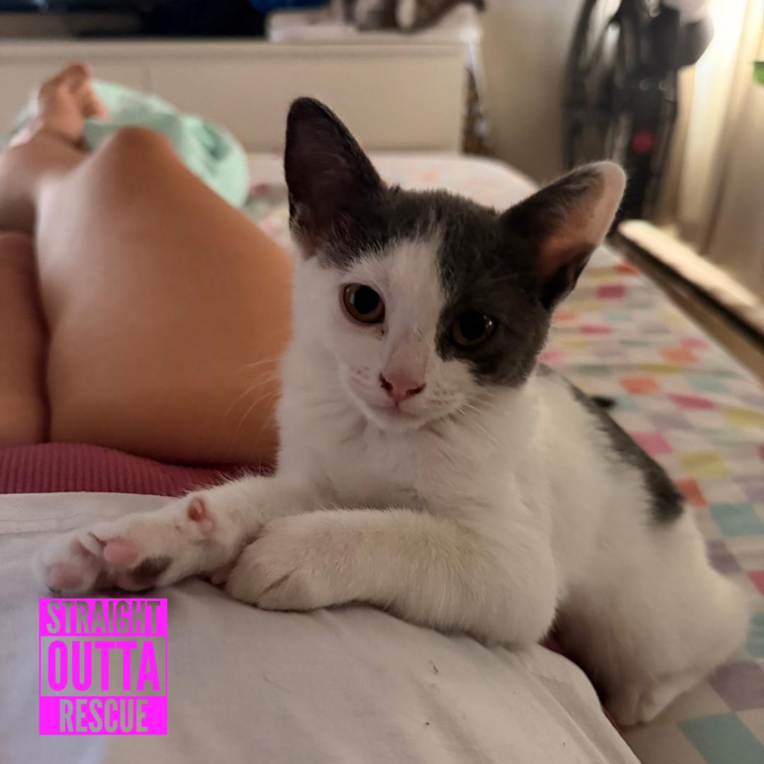 Fern, adopted, Kitten Female Domestic Short Hair.