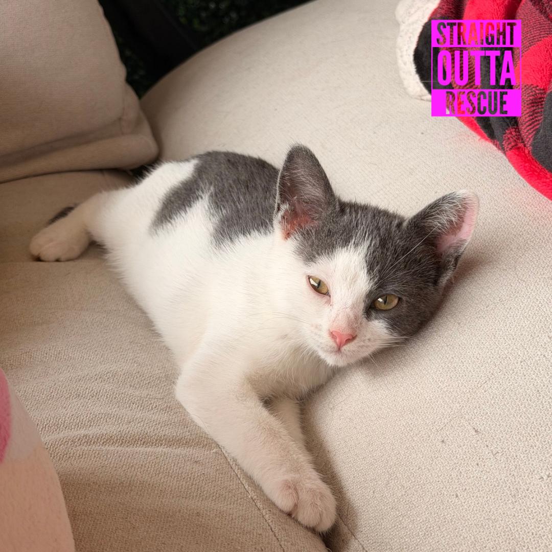 Enlarge Fern, an adopted Domestic Short Hair in Vancouver, BC image 6/6