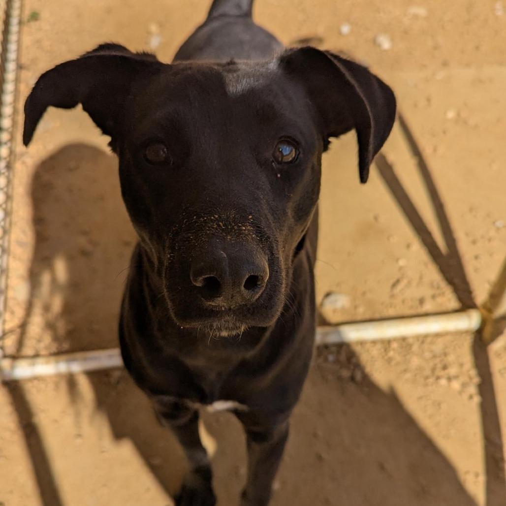 Joy, Adoptable, Adult Female Black Labrador Retriever & Mixed Breed.