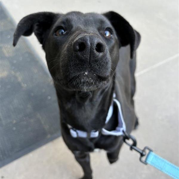 Enlarge Joy, a Adoptable mixed breed in Bentonville, AR image 2/5