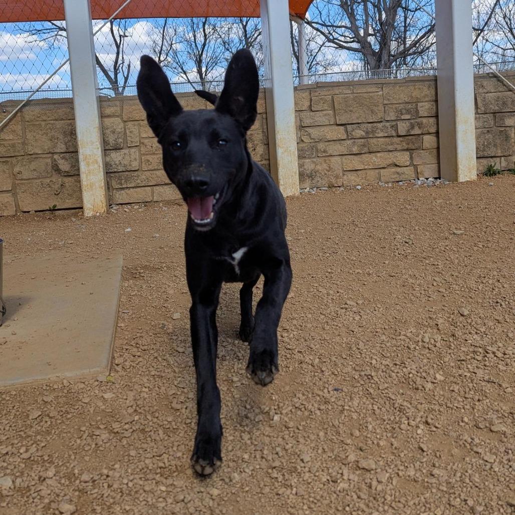 Enlarge Joy, a Adoptable mixed breed in Bentonville, AR image 3/5