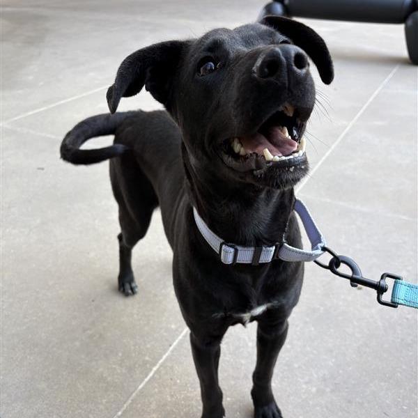 Enlarge Joy, a Adoptable mixed breed in Bentonville, AR image 4/5