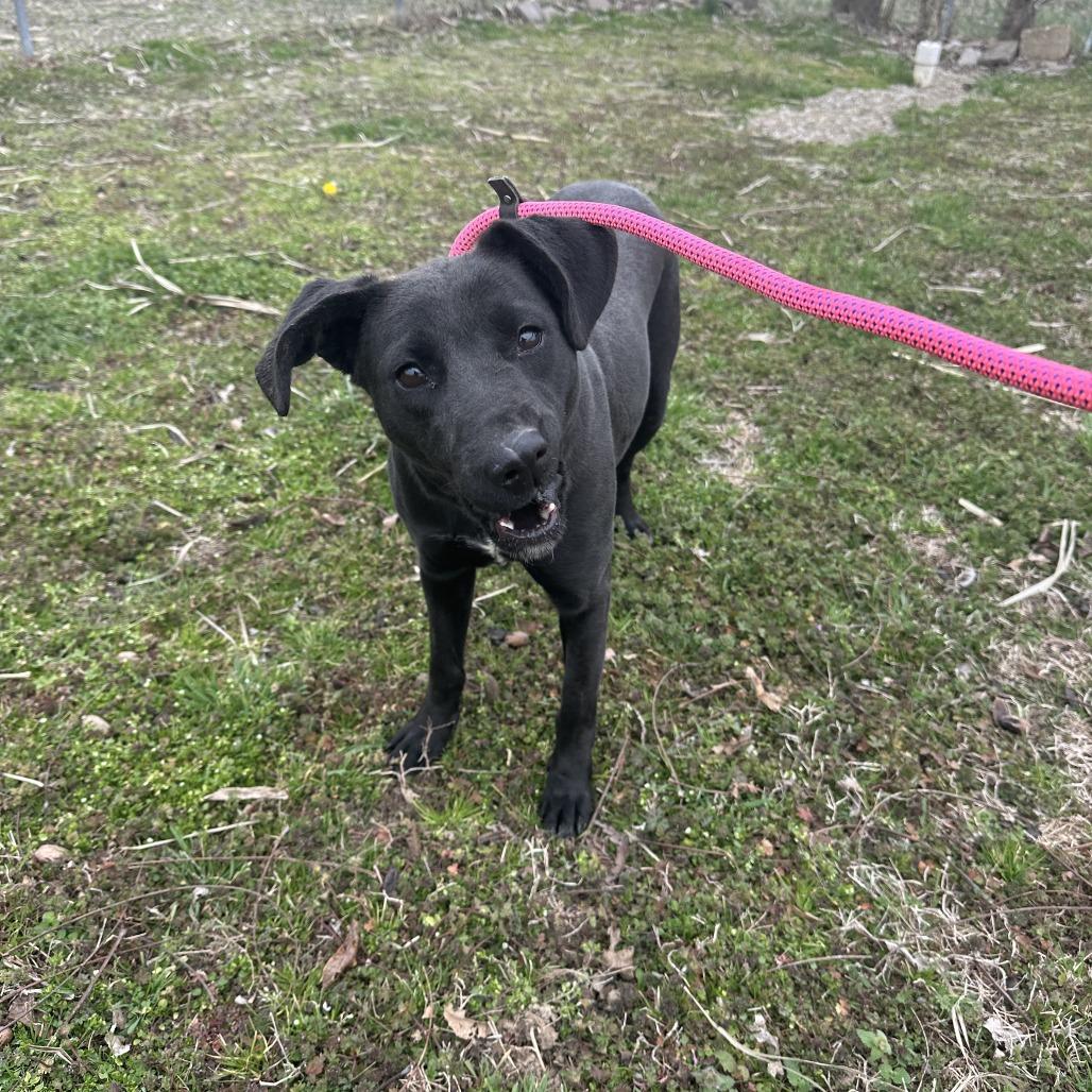 Enlarge Joy, a Adoptable mixed breed in Bentonville, AR image 5/5