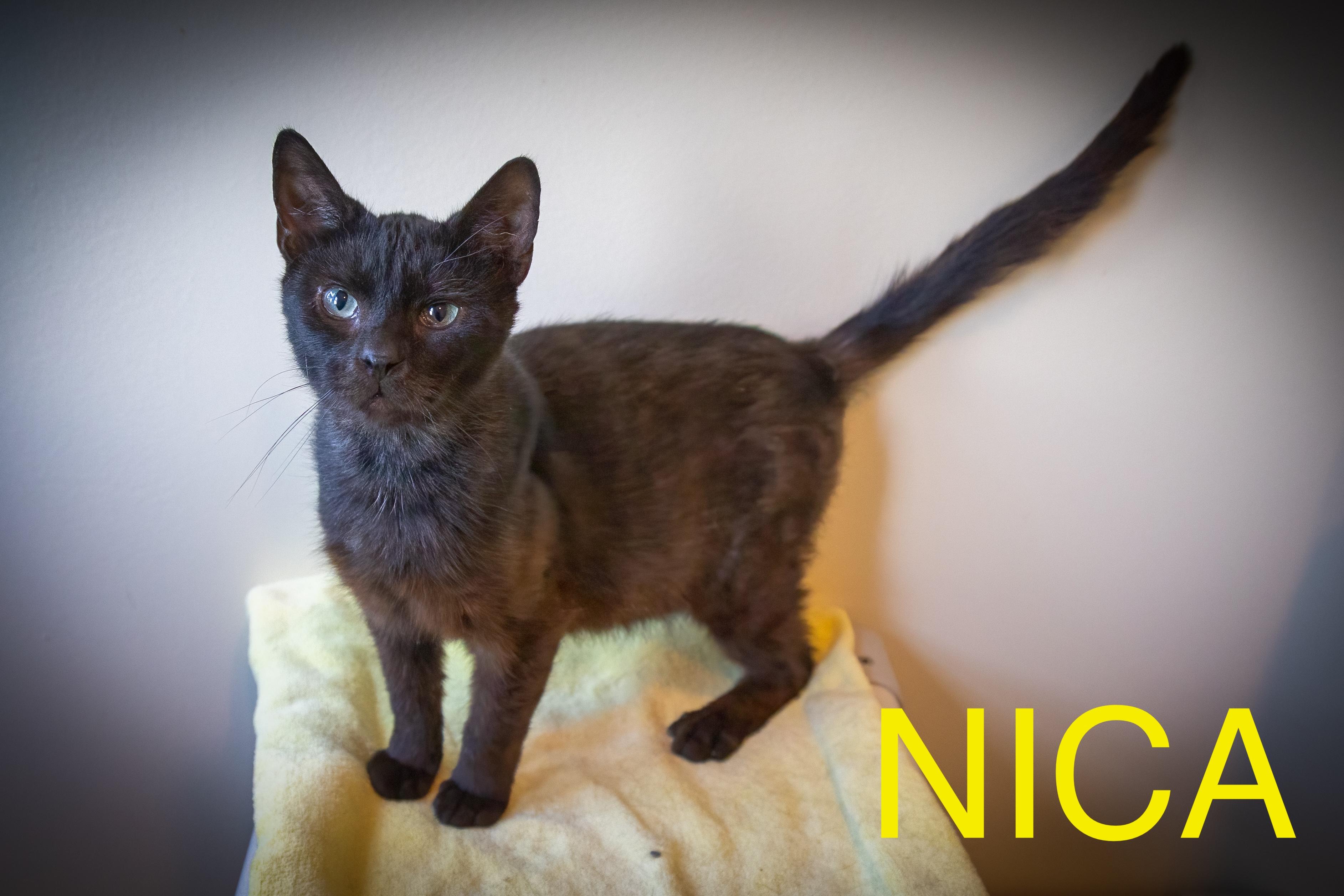 Nica (FCID# 05/08/2025 - 54 Trainer) photo 2