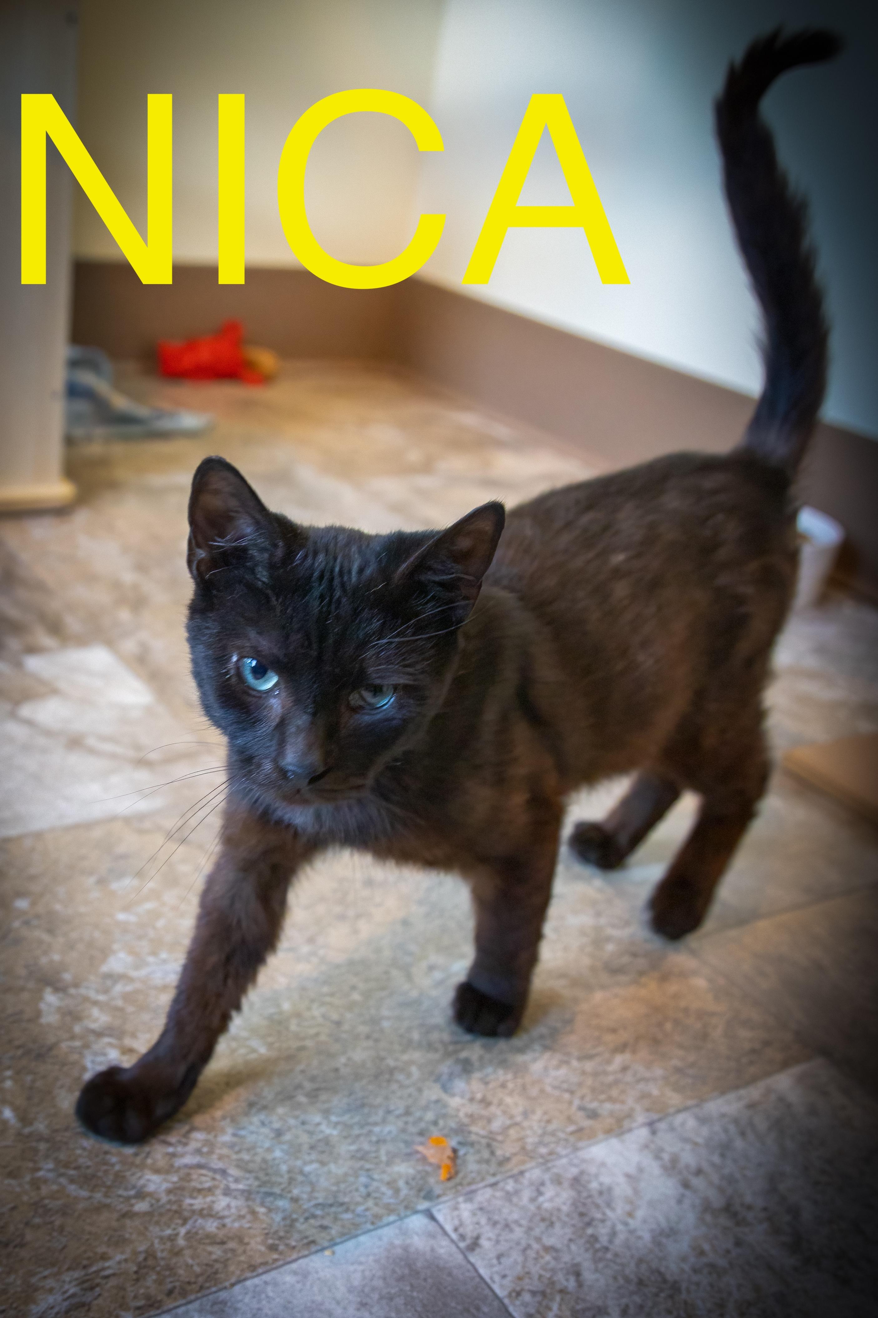 Nica (FCID# 05/08/2025 - 54 Trainer) photo 5