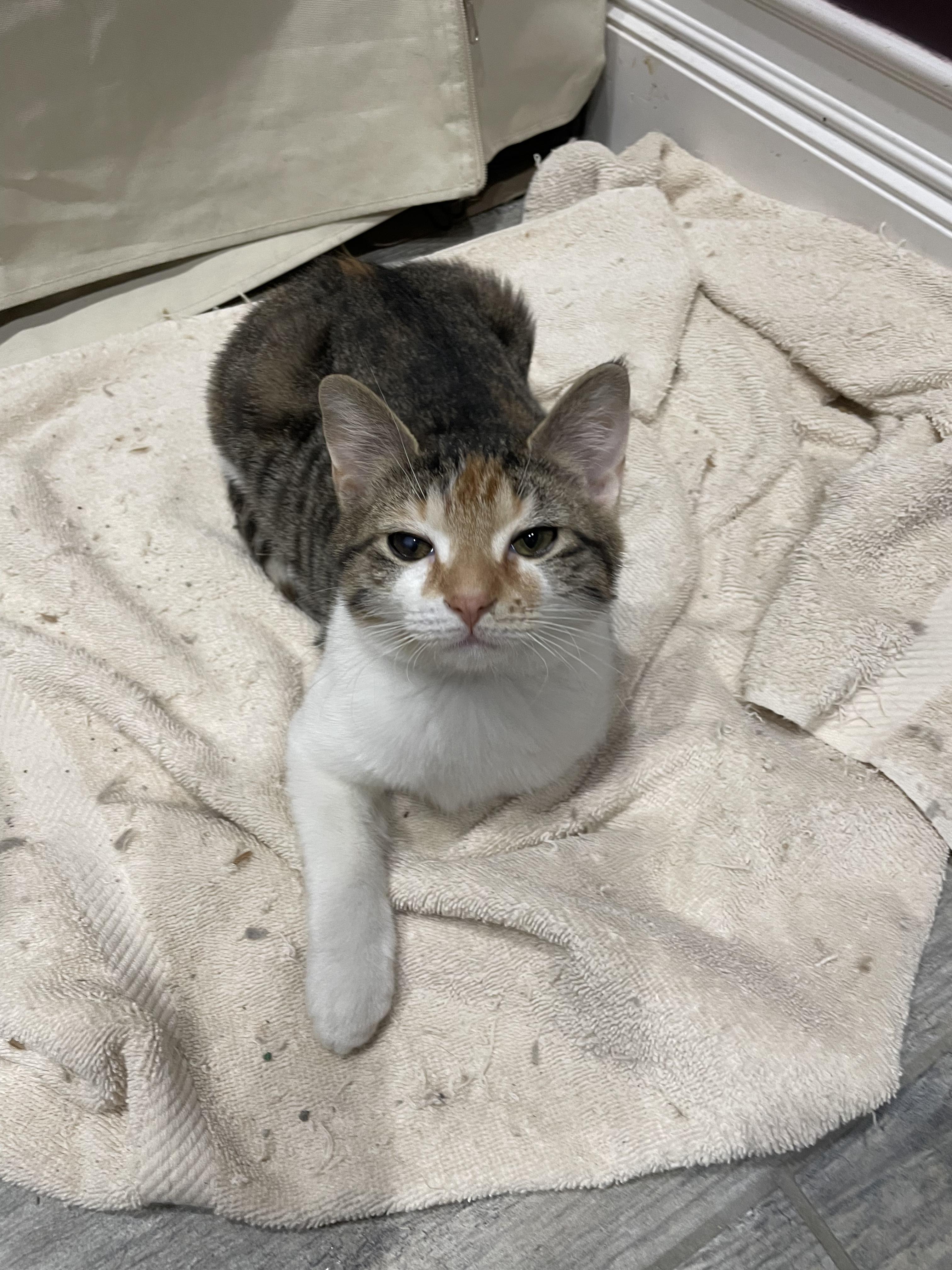 Scholastic Book Fair, an adopted Domestic Short Hair in Milwaukee, WI image 4/6