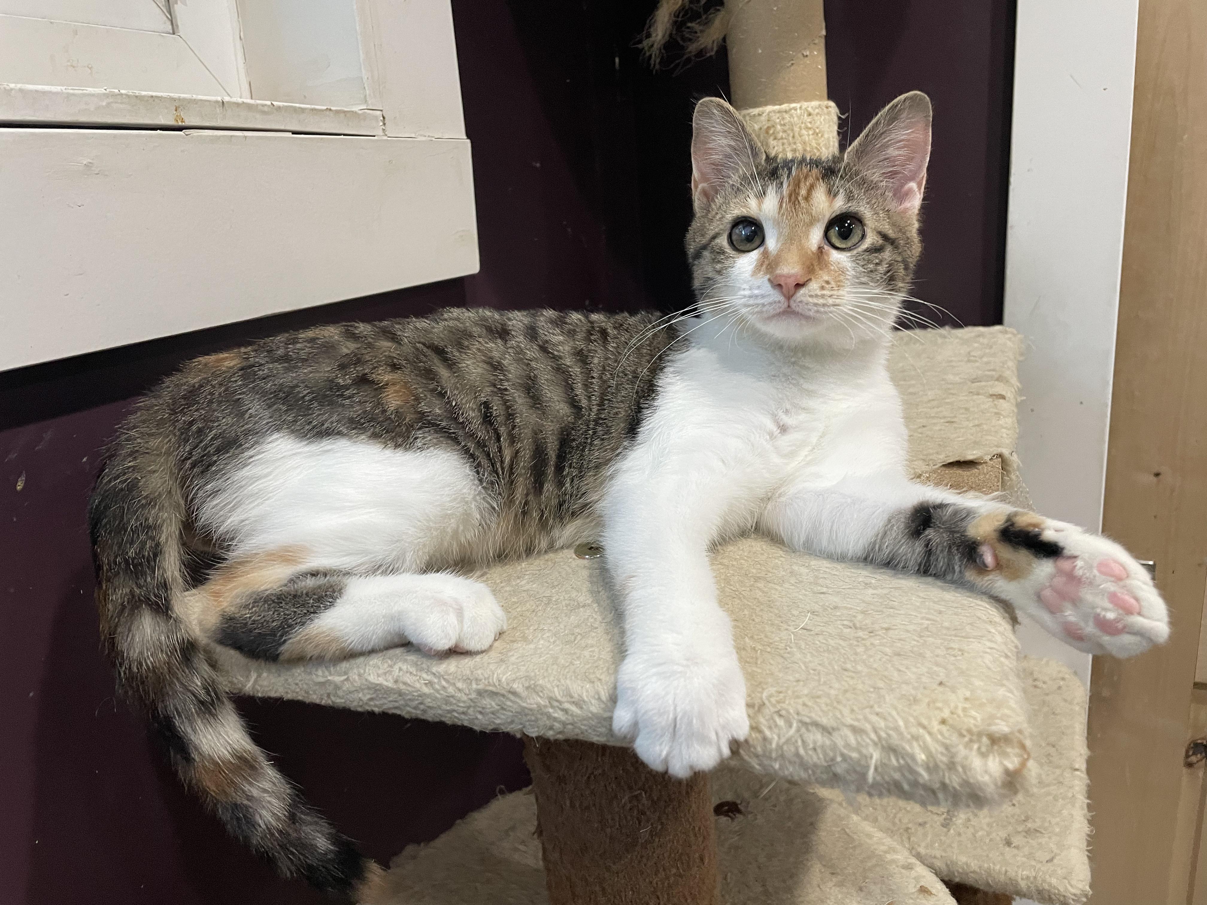 Scholastic Book Fair, an adopted Domestic Short Hair in Milwaukee, WI image 2/6