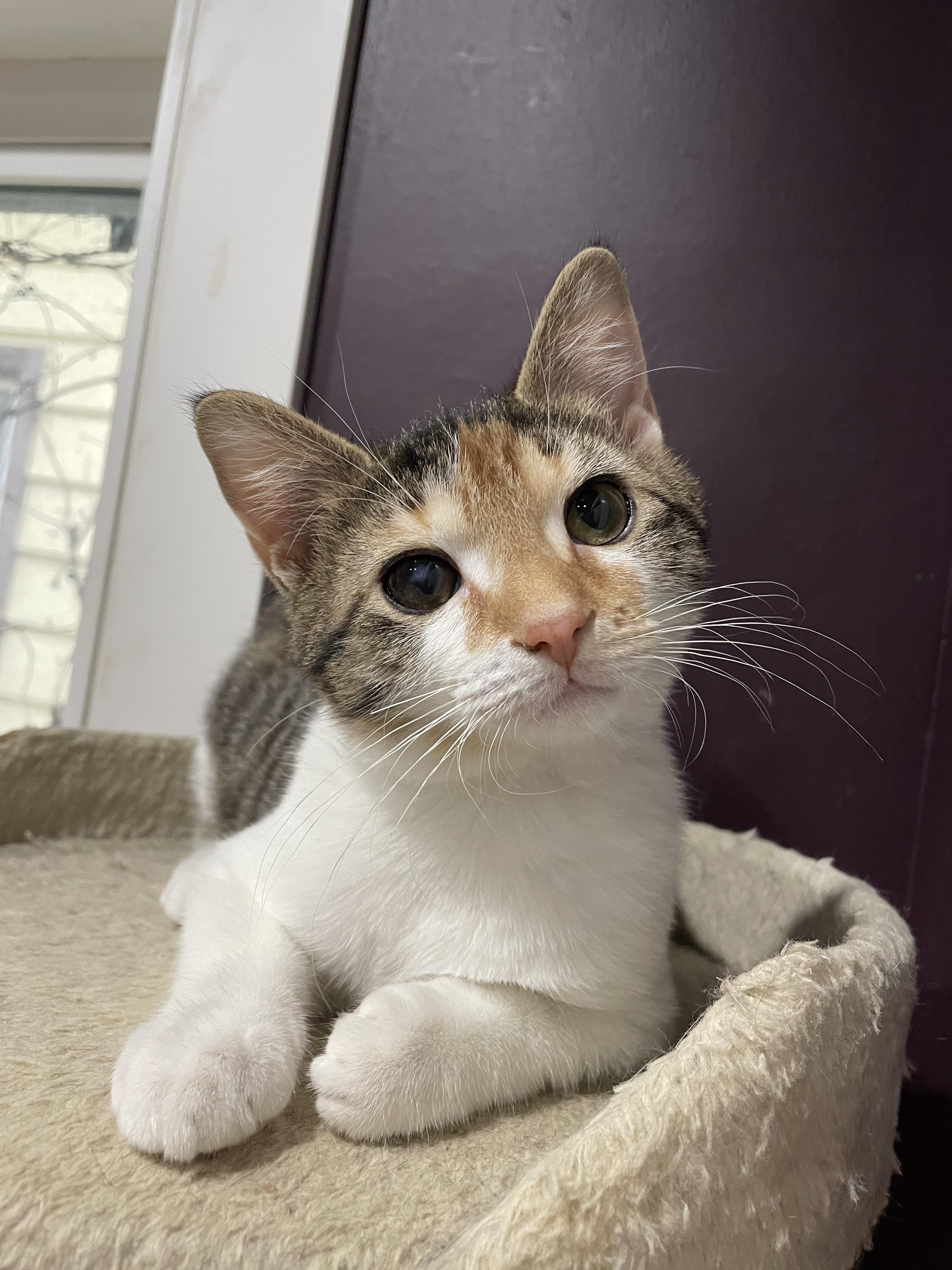 Scholastic Book Fair, an adopted Domestic Short Hair in Milwaukee, WI image 5/6