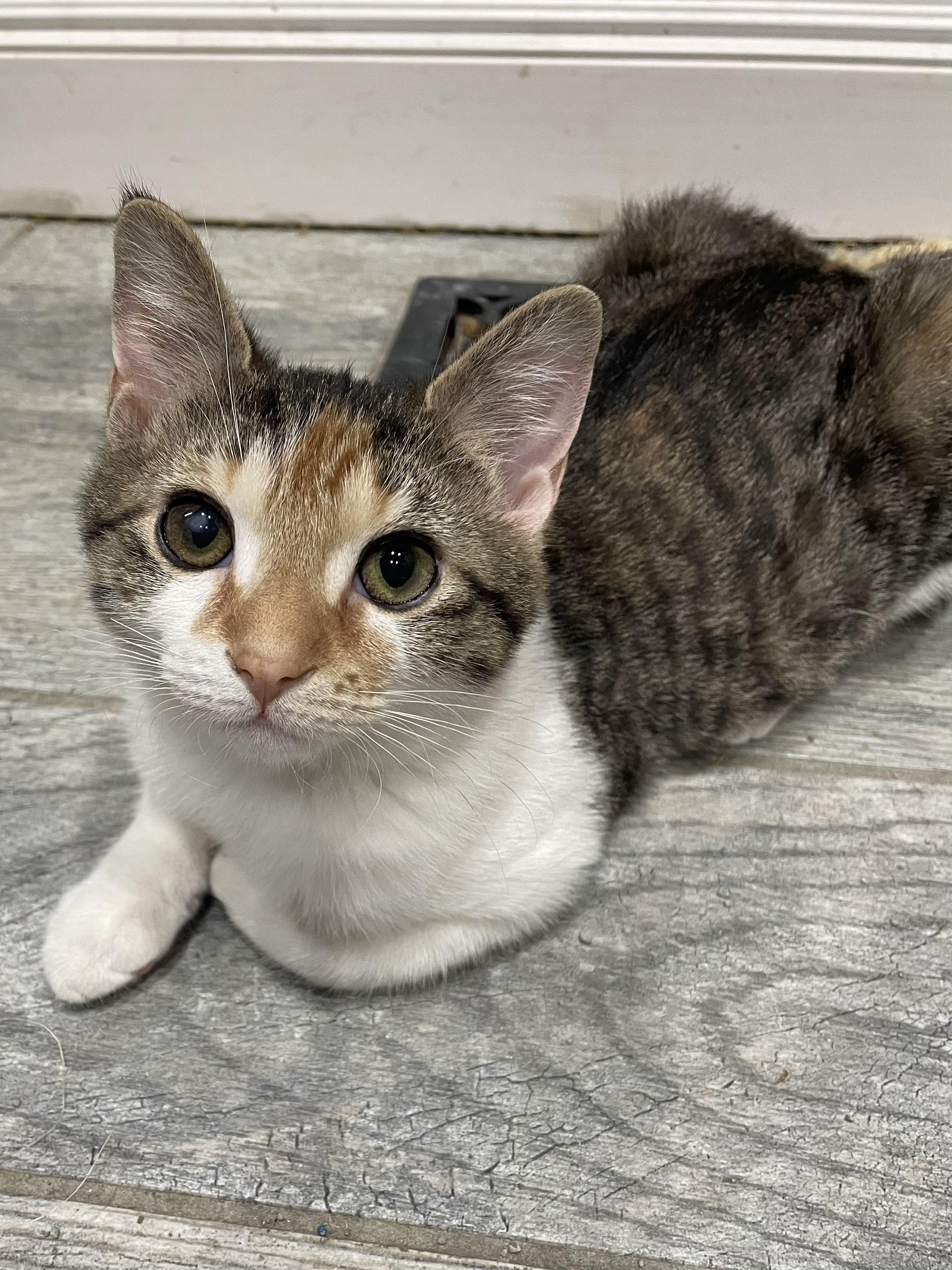 Scholastic Book Fair, ADOPTABLE, Young Female Domestic Short Hair.