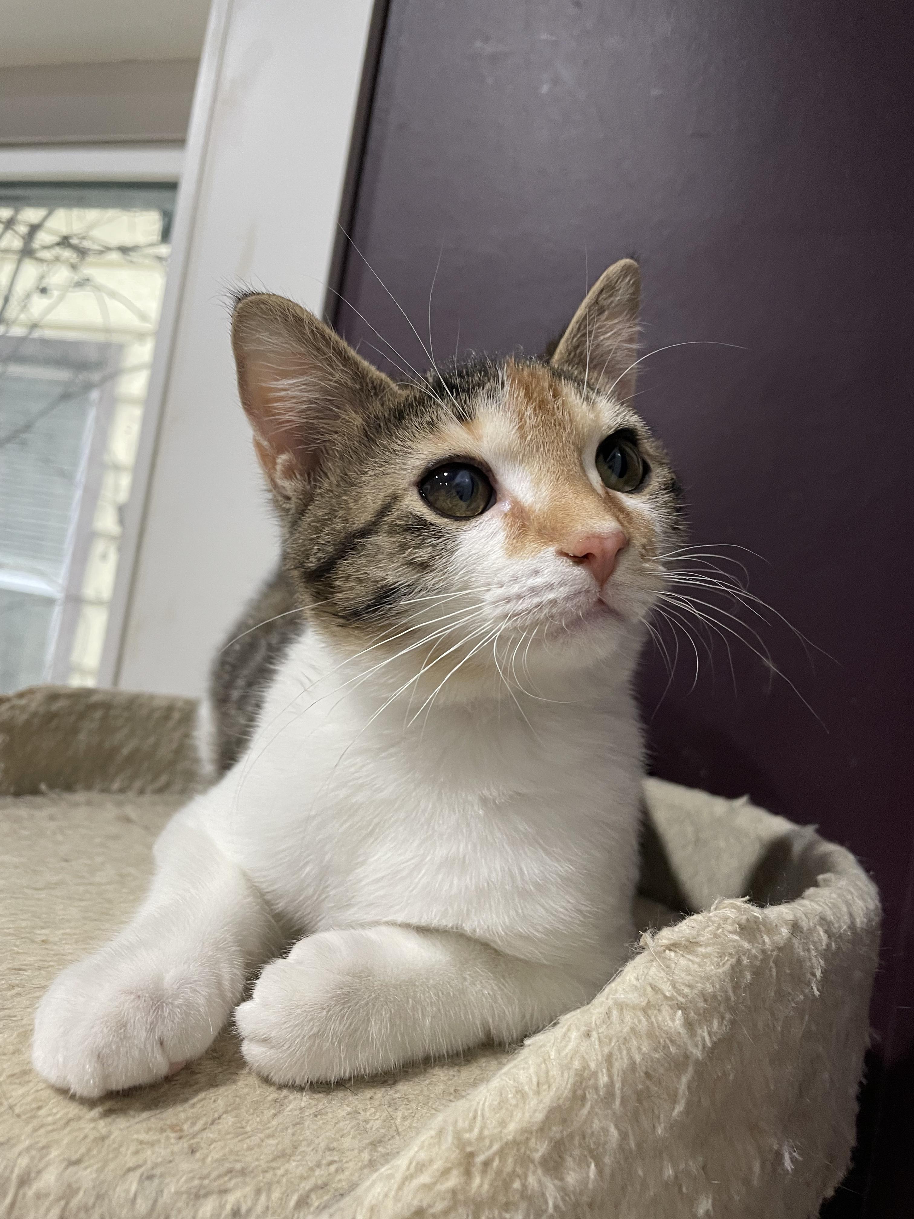 Scholastic Book Fair, an adopted Domestic Short Hair in Milwaukee, WI image 3/6