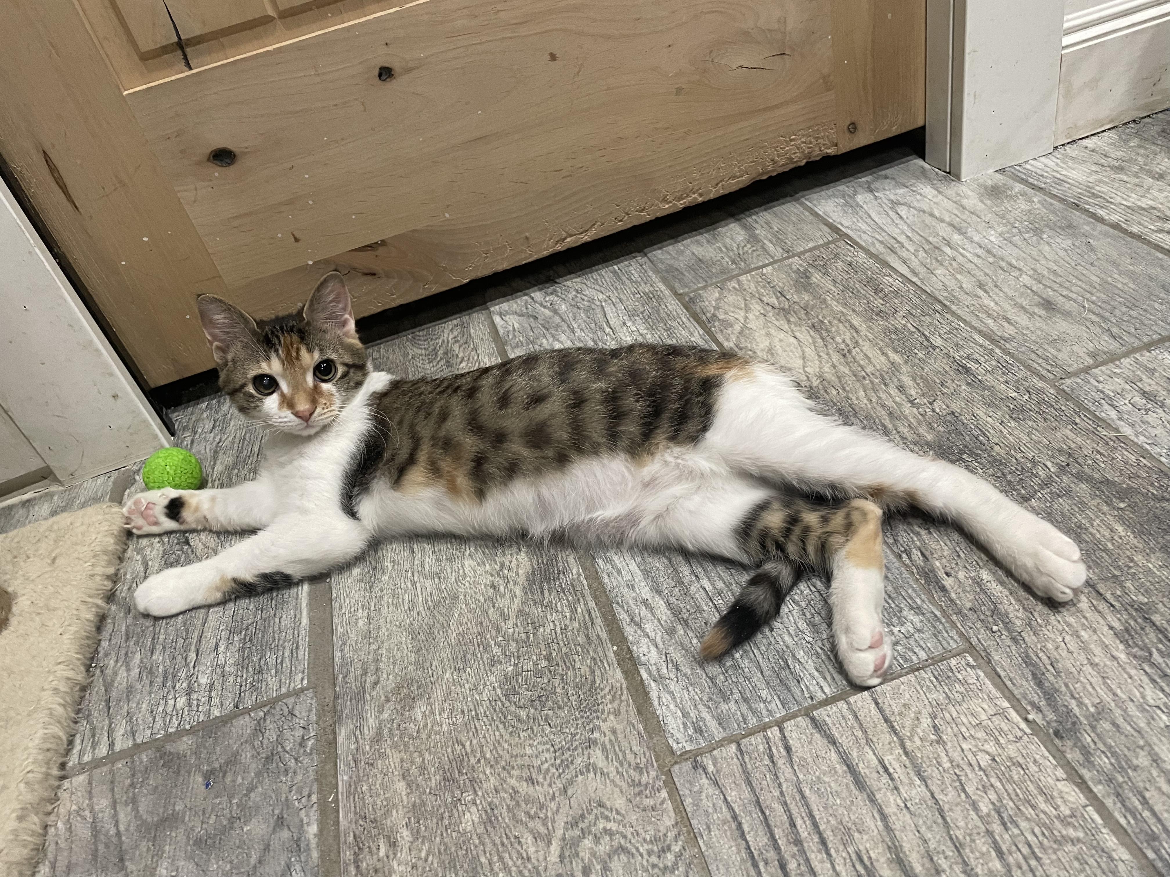 Scholastic Book Fair, an adopted Domestic Short Hair in Milwaukee, WI image 6/6