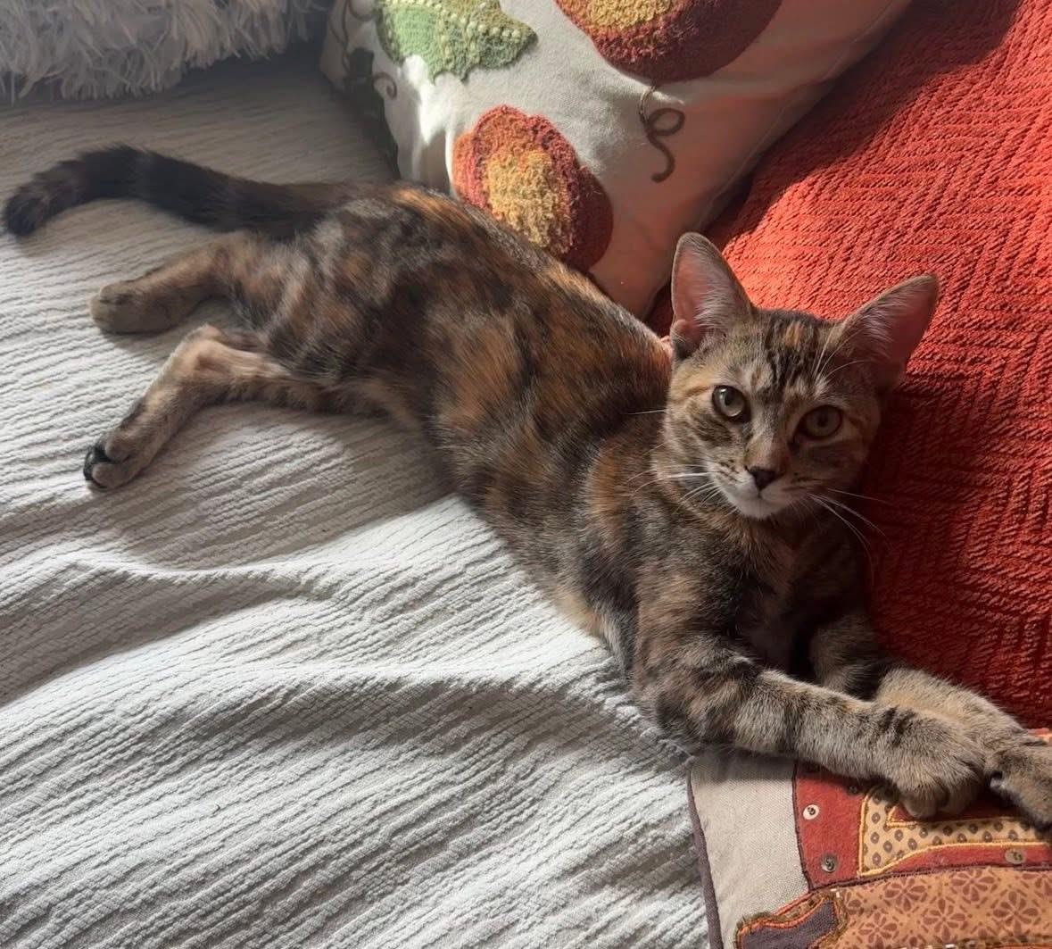 Enlarge Gemma ( Sweet , Affectionate and lovable$, an adopted Domestic Short Hair in Staten Island, NY image 4/6