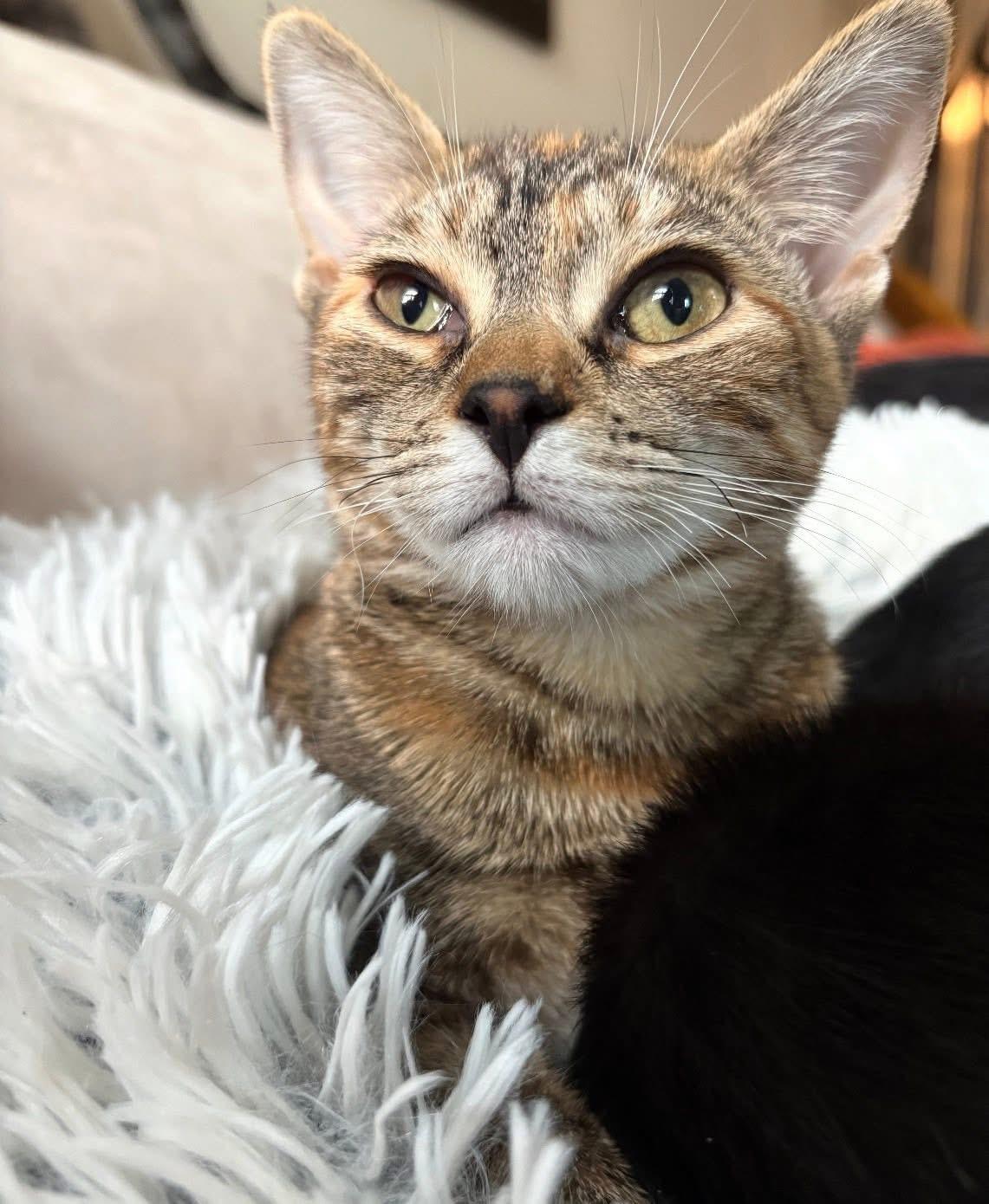 Enlarge Gemma ( Sweet , Affectionate and lovable$, an adopted Domestic Short Hair in Staten Island, NY image 3/6